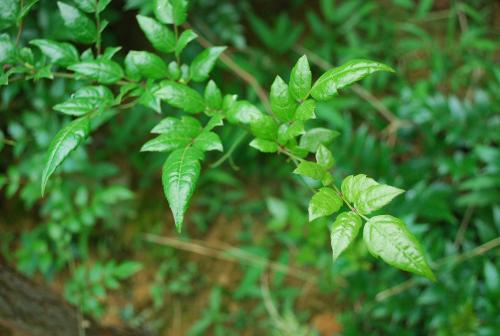 巴马藤茶