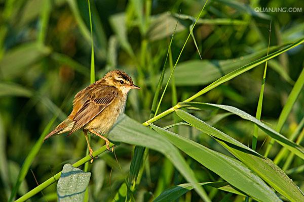 p>芦苇莺(学名 i>acrocephalus scirpaceus/i:体型较小,翅长52