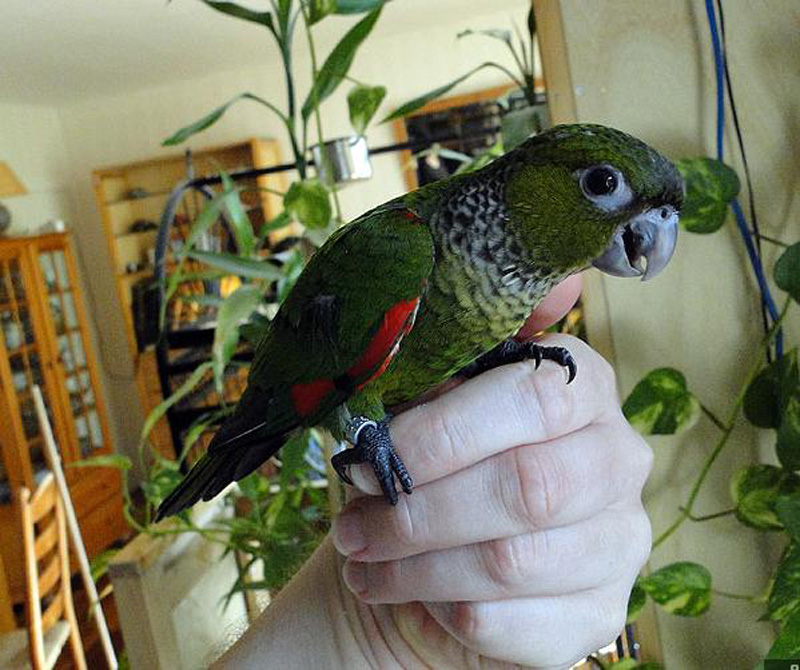 是典型的 a href="#" data-lemmaid="2021723">攀禽 /a>,鸟喙强劲有力