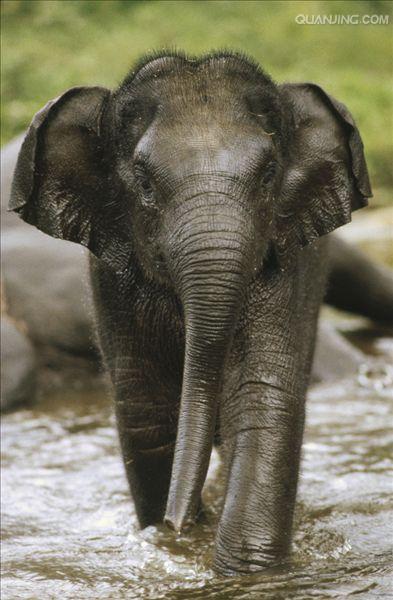 linnaeus  /i>),别名 a target="_blank" href="/item/大象/229"