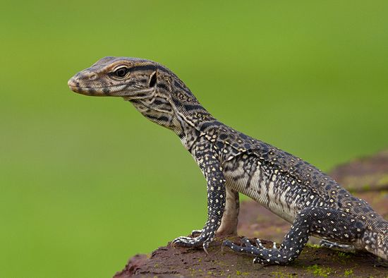 bengal monitor lizard