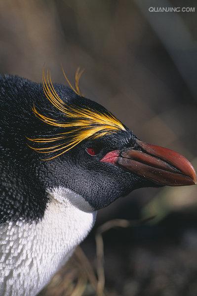 e·crestatus rockhopper penguin