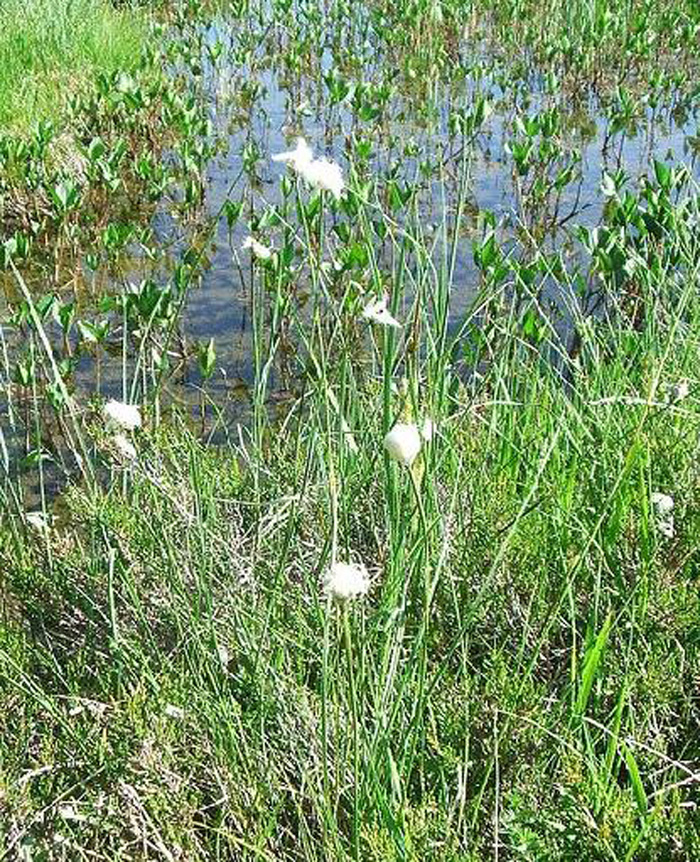 p>白毛羊胡子草(学名:eriophorum vaginatum):为 a>莎草科 /a>多年生