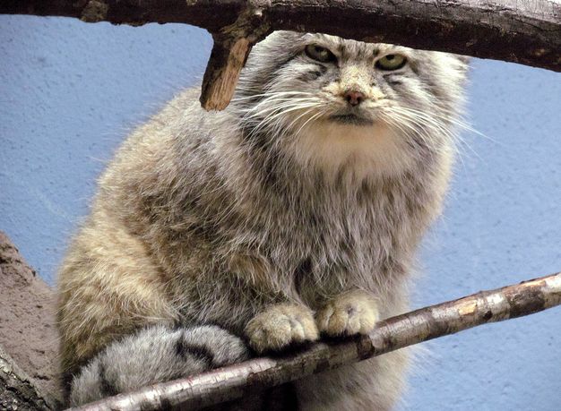  p>兔狲(学名: i>otocolobus manul /i>):是食肉目,猫科,兔狲属的动物