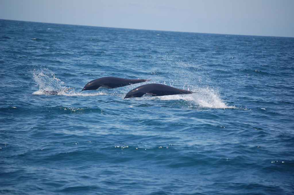  p>北露脊海豚(学名: i>lissodelphis borealis /i>)体型细长,向尾部