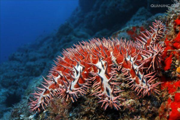  p>棘冠海星(学名: i>acanthaster planci /i>):个体大,从体盘辐射的 
