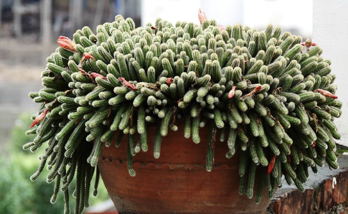 是仙人掌科鼠尾掌属植物,变态茎细长,匍匐,在原产地长可达2米,具气