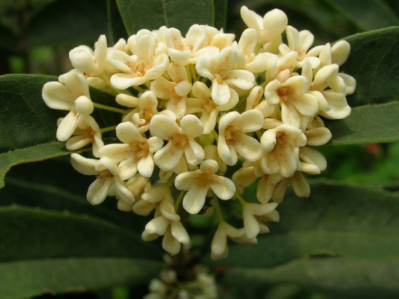 osmanthus minor p. s. green