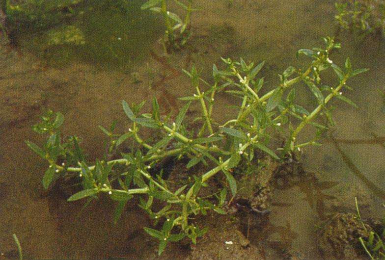  p>水八角属(学名:gratiola l), a target="_blank" href="/item