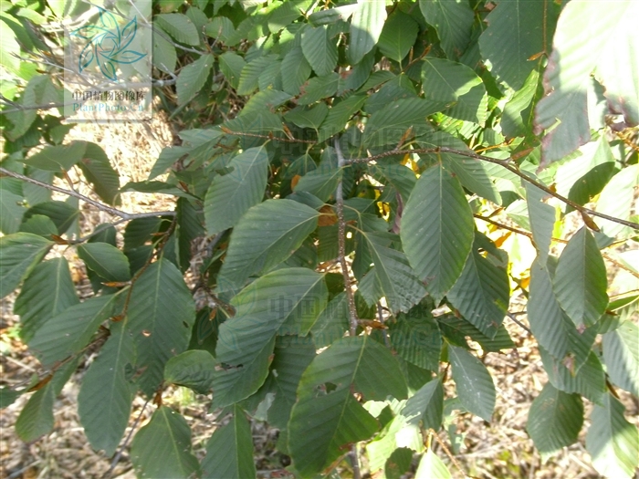  p>米心水青冈(拉丁学名:fagus engleriana seem.
