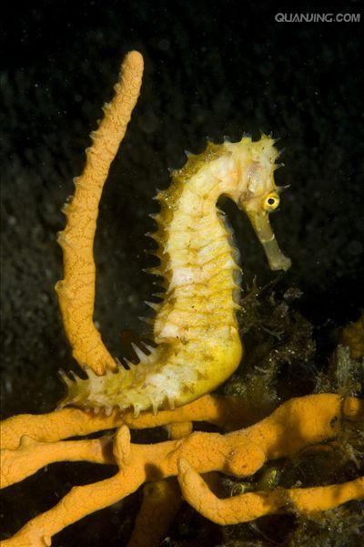  p>刺海马(学名: i>hippocampus histrix /i>)是海龙科,海马属动物.