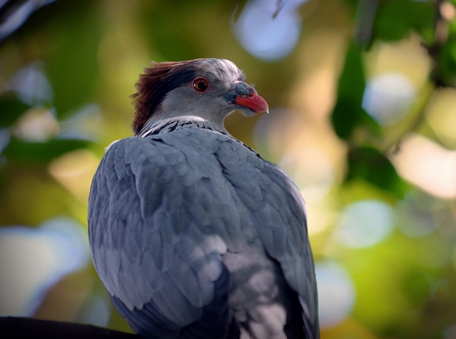 lopholaimus antarcticus