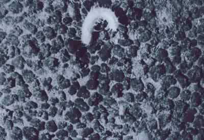  p>锰结核又称 a href="#" data-lemmaid="8569224">多金属结核 /a>