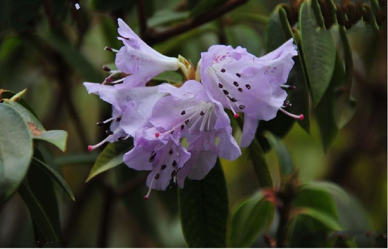  p> a href="#" data-lemmaid="2387964">栎叶杜鹃 /a>(学名: i>