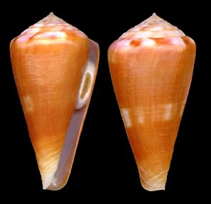  p>属热带地区的贝类,喜欢生活在温暖的水域中,栖息于50米以下深的沙