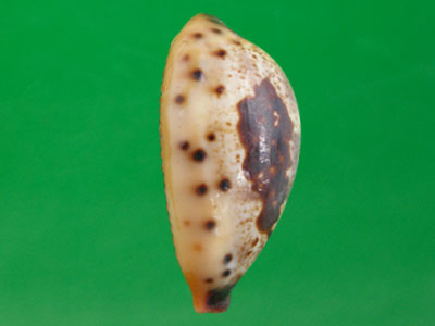  p>黑齿宝螺(学名:contradusta pulchella pulchella)是 a href="#">