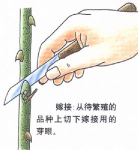 武植3号猕猴桃