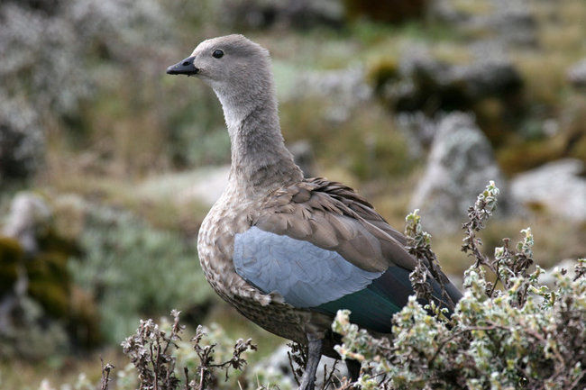 因雁翅有灰蓝色羽毛故名
