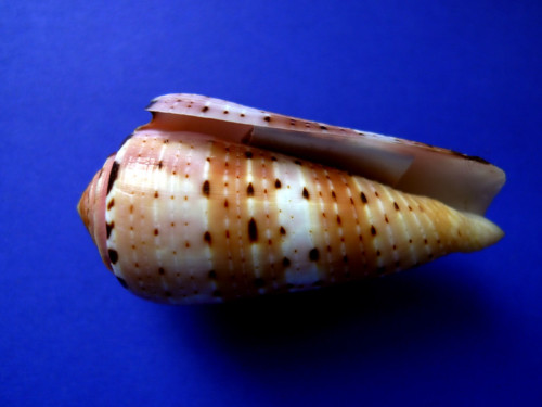  p>彩虹芋螺(学名:pionoconus aurisiacus)壳表有浅红色横带,贝壳厚实