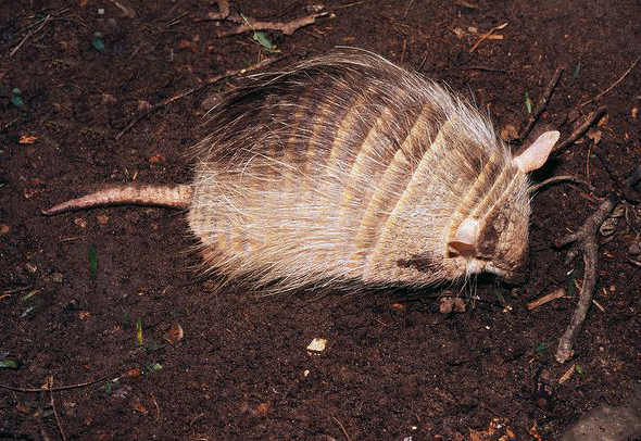 bolivian hairy armadillo