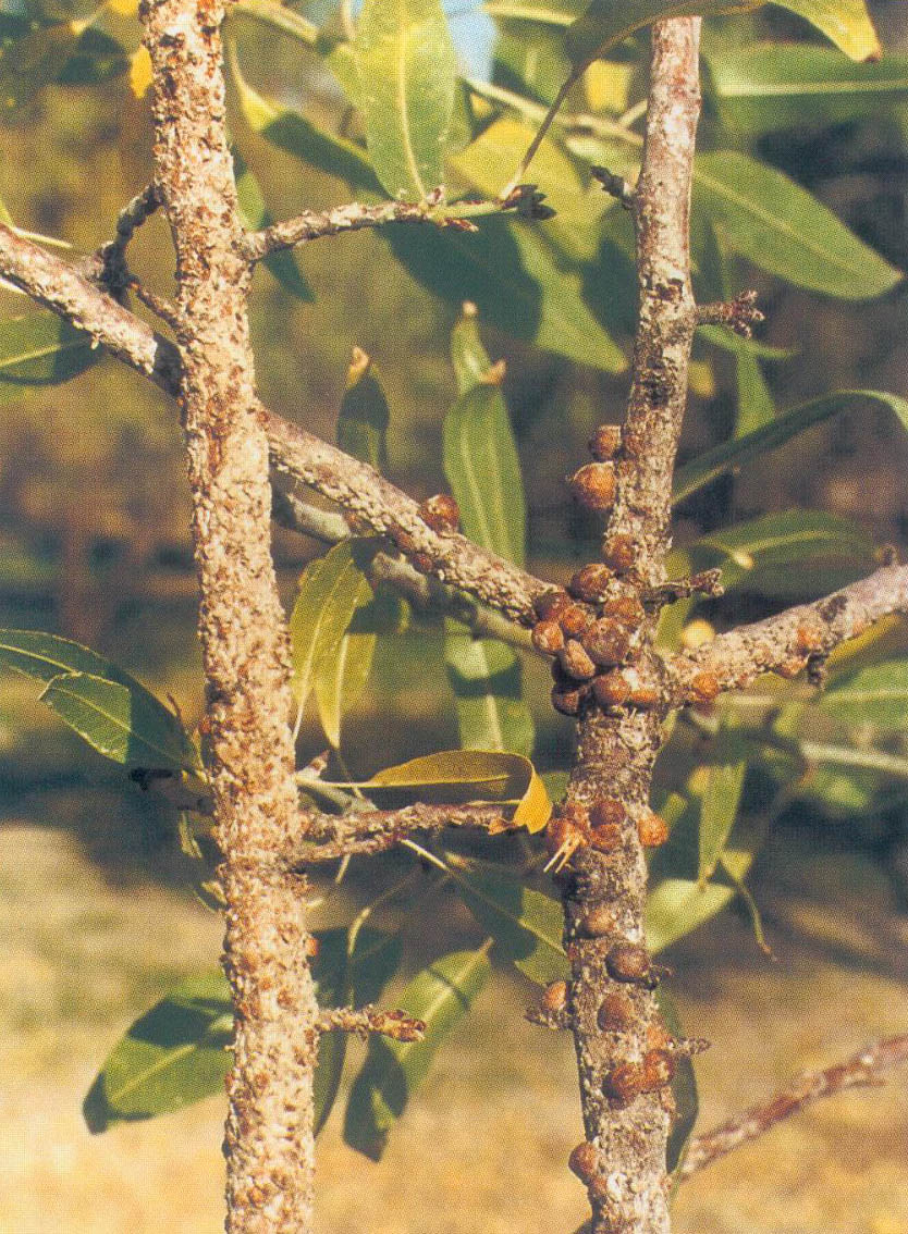  p>瘤坚大球蚧(学名:eulecanium gigantean)又称为枣大球蚧,梨大球蚧.