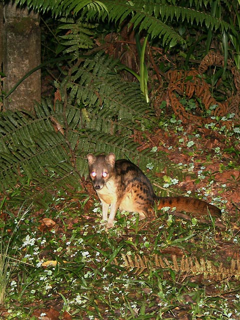  p>马岛缟狸(学名: i>fossa fossana /i>):是小型 a target="_blank"