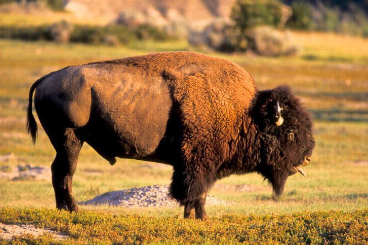 bison bison bison