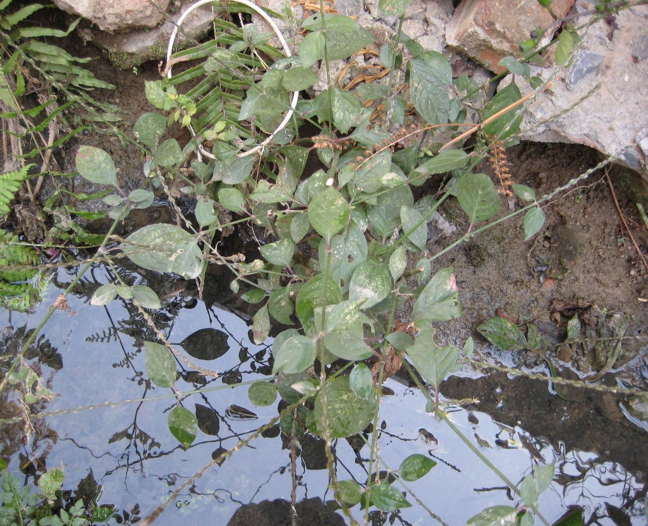  p>钝叶土牛膝(学名:achyranthes aspera var.