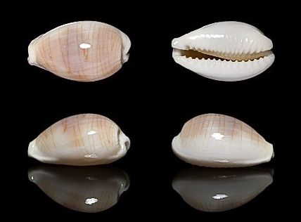  p>银丝宝螺(学名: i>palmadusta clandestina /i>):头部发达呈筒状而