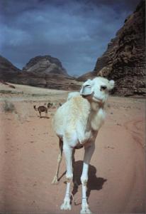 白骆驼