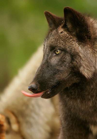 canis lupus columbianus