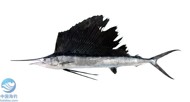  p>旗鱼在分类上为鲭亚目,旗鱼科,旗鱼属,常见的有 a href="#" data