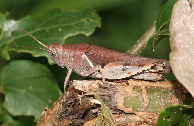 红褐斑腿蝗