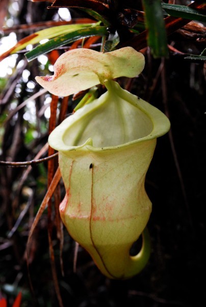 nepenthes hamiguitanensis