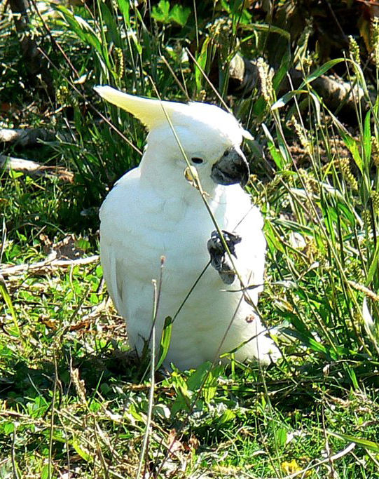  p>小葵花凤头鹦鹉指名亚种(学名:cacatua sulphurea supphurea )是 a