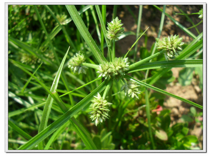  p>白鳞莎草,拉丁学名:cyperus nipponicus franch. et savat.