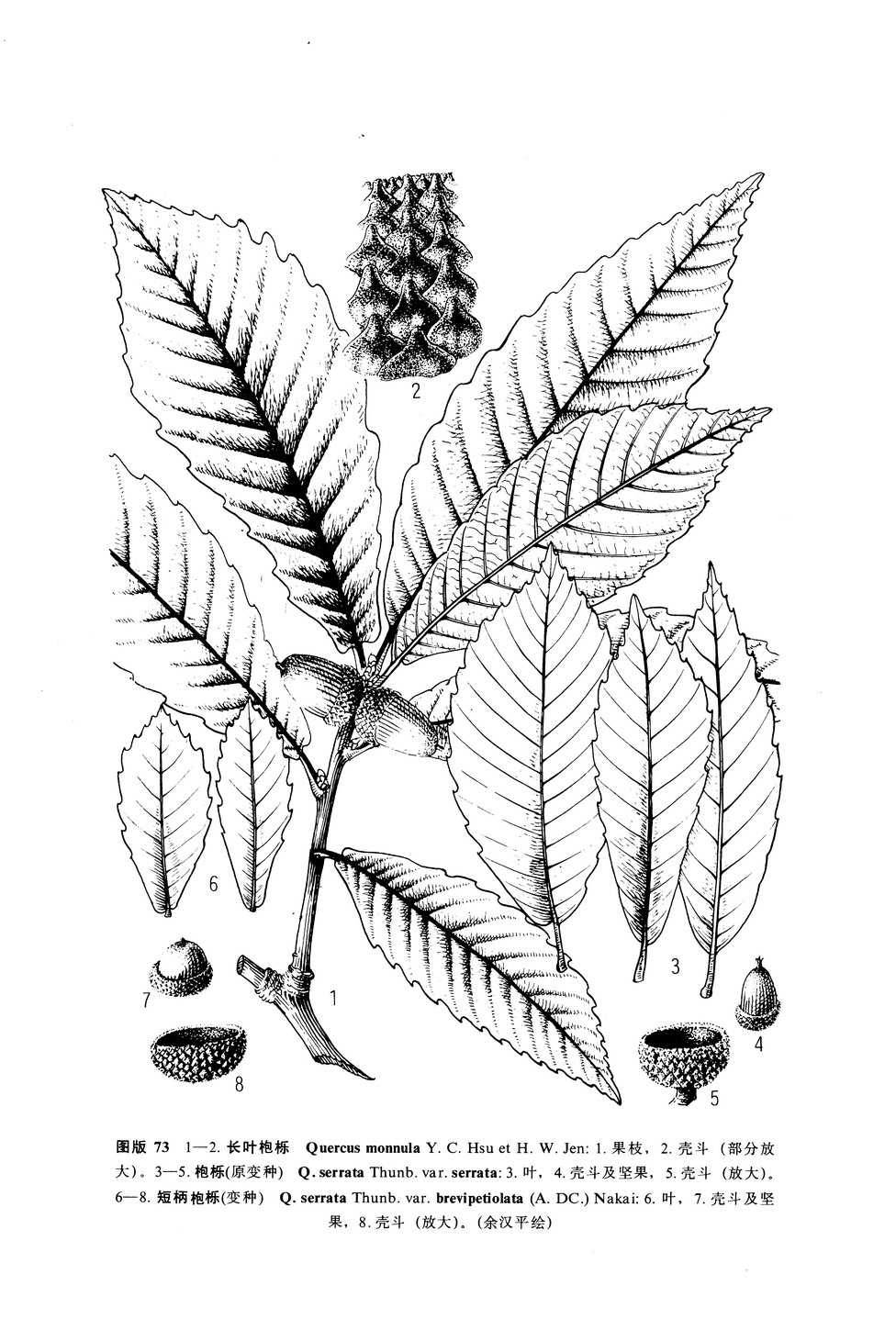quercus serrata thunb.
