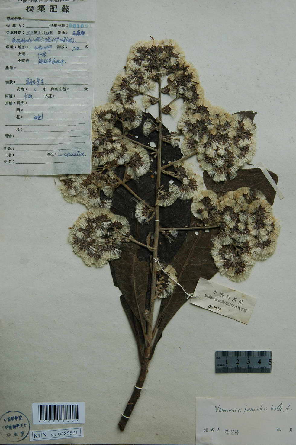  p>滇缅斑鸠菊(学名: i>vernonia parishii /i> hook. f.