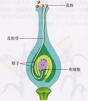 双受精过程_百度百科