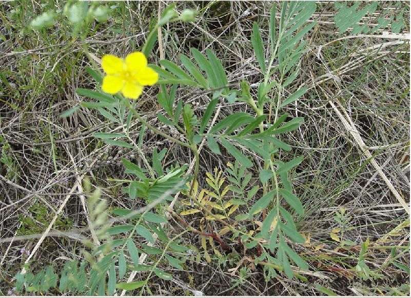  p>长叶二裂委陵菜(拉丁名:potentilla bifurca l. var. major ledeb.