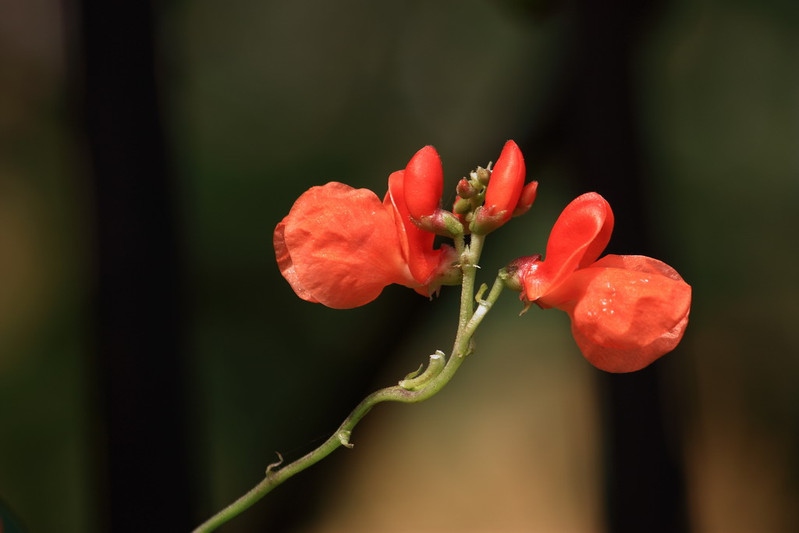 别名: a target="_blank" href="/item/大白芸豆/3230254" data-lemma