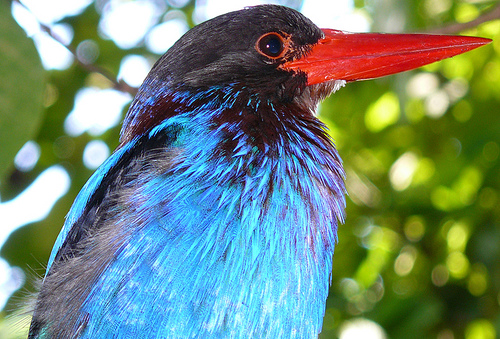 有两条12厘米长深蓝色的长飘带尾羽,端点成膨大的白色球拍状.