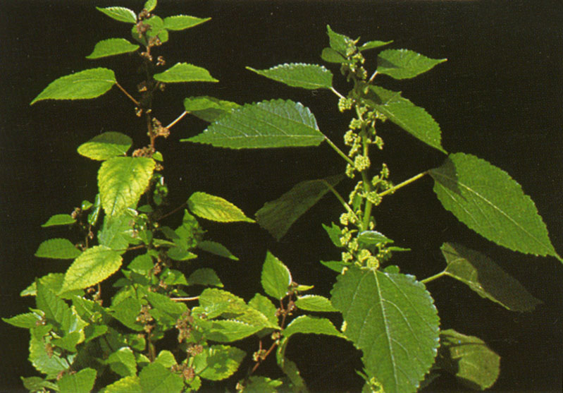 ="229183">双子叶植物纲 /a>, a data-lemmaid="6741339">荨麻目 /a>