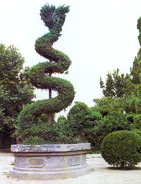 松柏（松柏纲松柏目植物）_百度百科