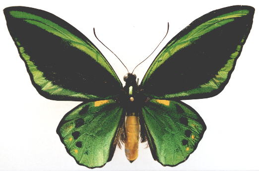 巴马加绿鸟翼凤蝶