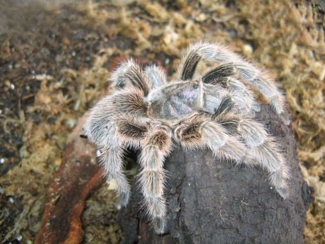  p>红玫瑰蜘蛛原产于智利的荒漠中.