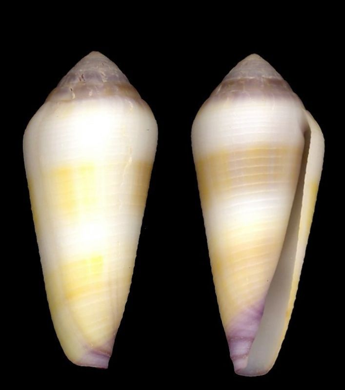  p>竹笋芋螺(学名:virgiconus terebra terebra)贝壳厚实,壳表乳黄色