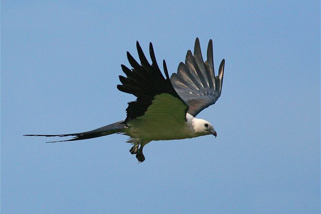  p>燕尾鸢(学名: i>elanoides forficatus /i>)为鹰科的 a href="#"