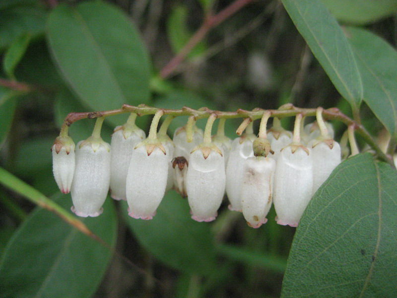  p>广东乌饭(学名:vaccinium guangdongense fang et z. h.