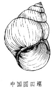 mesogastropoda